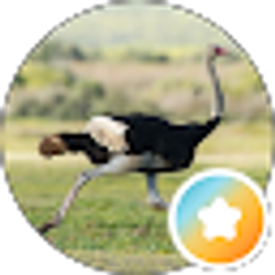 Profile photo of Dashing_Bird PlayStation