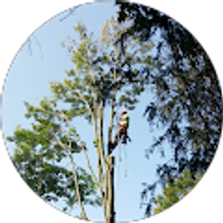 Profile photo of Martin's Tree Service
