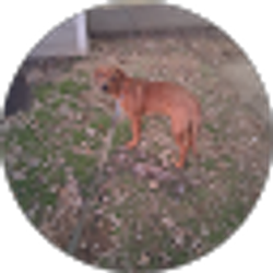 Profile photo of Hurlost Hazley