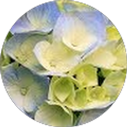 Profile photo of Jana Rizzi