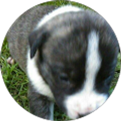 Profile photo of Loren smith