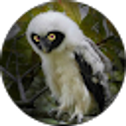 Profile photo of Leo Equis