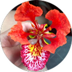 Profile photo of ginyreyes