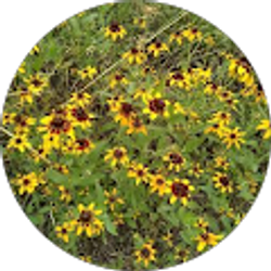 Profile photo of Ali Steadman