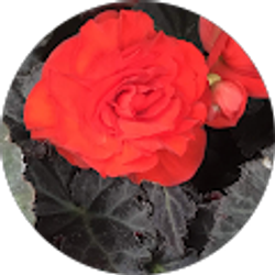 Profile photo of Shanya Lora-Balbuena