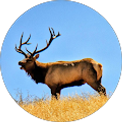 Profile photo of K Schmo