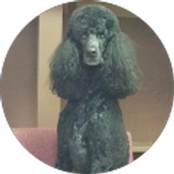 Profile photo of Grooming Tails Pet Spa