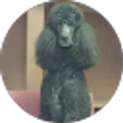 Profile photo of Grooming Tails Pet Spa