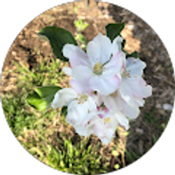 Profile photo of Dorene MacKinnon