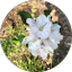 Profile photo of Dorene MacKinnon