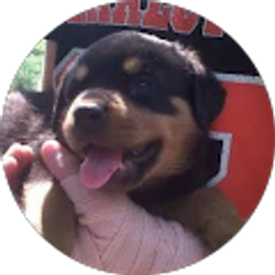 Profile photo of tyler smith