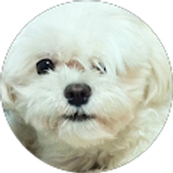 Profile photo of Angeline Kim