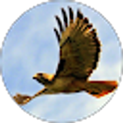 Profile photo of Diane Means