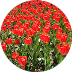 Profile photo of Brittany S