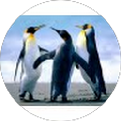 Profile photo of Kiran Nimishakavi