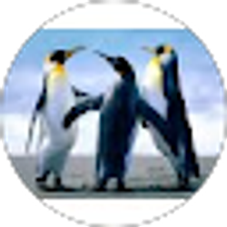 Profile photo of Kiran Nimishakavi