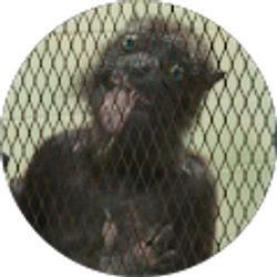 Profile photo of Chris Barba