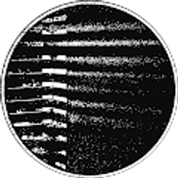 Profile photo of Jonathan Morse