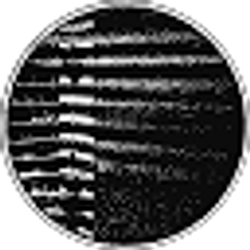 Profile photo of Jonathan Morse