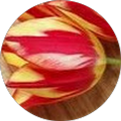 Profile photo of Kvamoshacerhoy Here