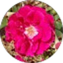 Profile photo of Jennifer Shrider