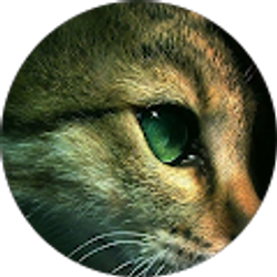 Profile photo of Debra Allsup