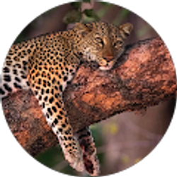 Profile photo of Krol CG