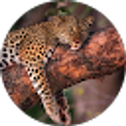 Profile photo of Krol CG