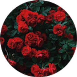 Profile photo of Dream Wolf