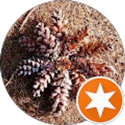 Profile photo of FATIMA PASHALIEVA ORAL