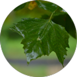 Profile photo of Ken Canonge