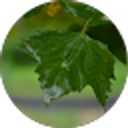 Profile photo of Ken Canonge