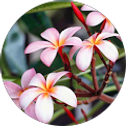 Profile photo of Sarah Brake