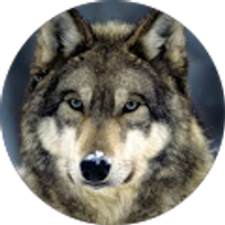 Profile photo of Calfrelo Guzman