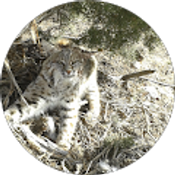 Profile photo of Western Brushman