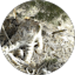 Profile photo of Western Brushman