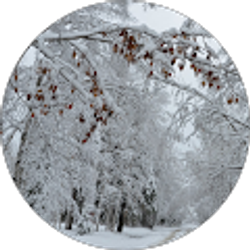 Profile photo of Ancient Grizz