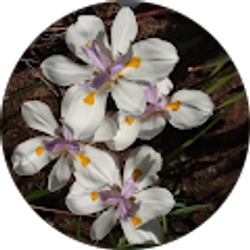 Profile photo of Jo Burcher