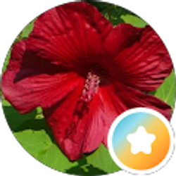 Profile photo of lisa Arkwright