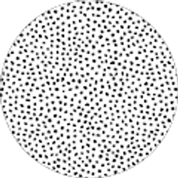 Profile photo of Callie Humphrey