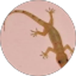 Profile photo of Dan Mauer