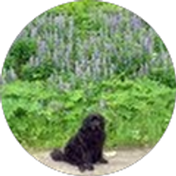 Profile photo of Bill Williams