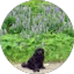 Profile photo of Bill Williams