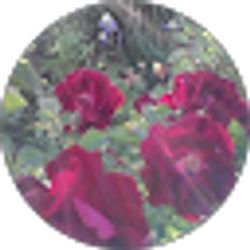 Profile photo of Richard Sjaardema