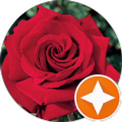 Profile photo of Rose Gentile has