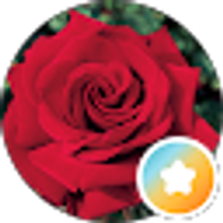 Profile photo of Rose Gentile has