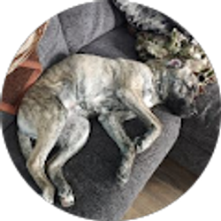 Profile photo of Timothy Carlston