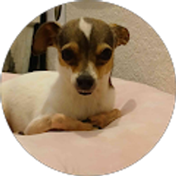 Profile photo of Dinnie