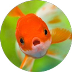 Profile photo of Baggio A