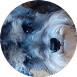 Profile photo of niva Rodriquez